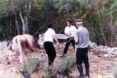 Cattura di una mucca inselvatichita (foto Catte)